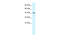 Activating Transcription Factor 2 antibody, 28-016, ProSci, Immunohistochemistry frozen image 