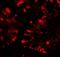 Interferon-induced protein with tetratricopeptide repeats 1 antibody, A02652-1, Boster Biological Technology, Immunofluorescence image 