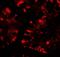 Interferon Induced Protein With Tetratricopeptide Repeats 1 antibody, A02652-1, Boster Biological Technology, Immunofluorescence image 