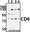 CD6 Molecule antibody, A03913, Boster Biological Technology, Western Blot image 