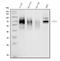 CD226 Molecule antibody, A01094-2, Boster Biological Technology, Western Blot image 