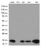 Cystatin B antibody, LS-C796508, Lifespan Biosciences, Western Blot image 