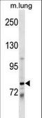 Dachshund Family Transcription Factor 1 antibody, LS-C159434, Lifespan Biosciences, Western Blot image 