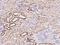 Methyltransferase Like 9 antibody, 204550-T08, Sino Biological, Immunohistochemistry frozen image 