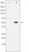 p53 antibody, TA325948, Origene, Western Blot image 
