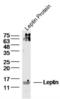Leptin antibody, orb10976, Biorbyt, Western Blot image 
