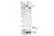 AXL Receptor Tyrosine Kinase antibody, 4566S, Cell Signaling Technology, Western Blot image 