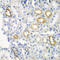 Retinoic acid receptor responder protein 2 antibody, LS-C335708, Lifespan Biosciences, Immunohistochemistry frozen image 