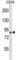 ADAM Metallopeptidase Domain 11 antibody, abx027782, Abbexa, Western Blot image 