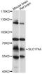 Solute Carrier Family 17 Member 6 antibody, LS-C748686, Lifespan Biosciences, Western Blot image 