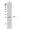 CCAAT Enhancer Binding Protein Epsilon antibody, LS-C382349, Lifespan Biosciences, Western Blot image 