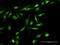 Gem Nuclear Organelle Associated Protein 7 antibody, H00079760-D01P, Novus Biologicals, Immunofluorescence image 