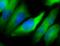 Heat Shock Protein 90 Alpha Family Class B Member 1 antibody, NB110-96870, Novus Biologicals, Immunocytochemistry image 