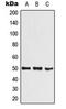 Basic Helix-Loop-Helix Family Member E41 antibody, LS-C354202, Lifespan Biosciences, Western Blot image 