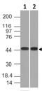 Napsin A Aspartic Peptidase antibody, GTX34888, GeneTex, Western Blot image 