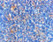 BCL2 Associated Agonist Of Cell Death antibody, 3343, ProSci, Western Blot image 