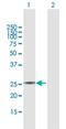 Pyrroline-5-Carboxylate Reductase 3 antibody, H00065263-B01P, Novus Biologicals, Western Blot image 