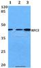 Replication Factor C Subunit 3 antibody, A06442-1, Boster Biological Technology, Western Blot image 