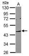 Leukocyte Immunoglobulin Like Receptor A4 antibody, PA5-31475, Invitrogen Antibodies, Western Blot image 