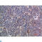 Epidermal Growth Factor antibody, LS-C813842, Lifespan Biosciences, Immunohistochemistry paraffin image 