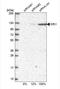 KRI1 Homolog antibody, NBP2-14797, Novus Biologicals, Western Blot image 