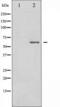 Crmp2 antibody, TA325418, Origene, Western Blot image 