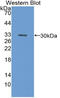 Microtubule Associated Protein 1A antibody, LS-C314477, Lifespan Biosciences, Western Blot image 