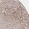 Solute Carrier Family 30 Member 6 antibody, NBP2-31673, Novus Biologicals, Immunohistochemistry frozen image 