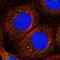 Protocadherin Alpha 2 antibody, NBP1-86302, Novus Biologicals, Immunocytochemistry image 