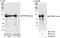 Protein Phosphatase 4 Regulatory Subunit 3A antibody, A300-840A, Bethyl Labs, Western Blot image 