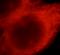 LAYN antibody, FNab04711, FineTest, Immunofluorescence image 