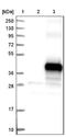 Transmembrane Protein 268 antibody, NBP1-90535, Novus Biologicals, Western Blot image 