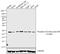 Casein kinase II subunit beta antibody, 44-1090G, Invitrogen Antibodies, Western Blot image 