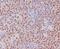 Paired Box 5 antibody, M00669, Boster Biological Technology, Immunohistochemistry paraffin image 