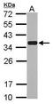 Emerin antibody, PA5-29731, Invitrogen Antibodies, Western Blot image 