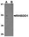 Rhomboid Domain Containing 1 antibody, PA5-20860, Invitrogen Antibodies, Western Blot image 
