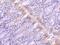Golgi Associated PDZ And Coiled-Coil Motif Containing antibody, 3633, ProSci, Immunohistochemistry frozen image 