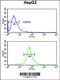 F-Box And Leucine Rich Repeat Protein 5 antibody, 63-931, ProSci, Immunofluorescence image 
