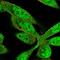 Zinc Finger Protein 407 antibody, HPA041673, Atlas Antibodies, Immunofluorescence image 