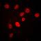 Cleavage Stimulation Factor Subunit 2 antibody, orb213797, Biorbyt, Immunofluorescence image 