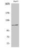 Kinase Suppressor Of Ras 1 antibody, A03285S392, Boster Biological Technology, Western Blot image 