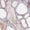 Histone Cell Cycle Regulator antibody, NBP2-38636, Novus Biologicals, Immunohistochemistry paraffin image 