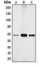 Cytochrome P450 4X1 antibody, MBS820973, MyBioSource, Western Blot image 