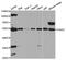 Piasx antibody, abx004324, Abbexa, Western Blot image 