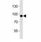 Sirtuin 1 antibody, F53070-0.4ML, NSJ Bioreagents, Western Blot image 