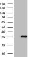 Bcl2 Modifying Factor antibody, MA5-26877, Invitrogen Antibodies, Western Blot image 