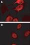 BCL2 Associated Athanogene 2 antibody, NB100-56087, Novus Biologicals, Immunocytochemistry image 