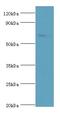 TATA-Box Binding Protein Associated Factor, RNA Polymerase I Subunit B antibody, LS-C377650, Lifespan Biosciences, Western Blot image 