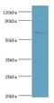 TATA-Box Binding Protein Associated Factor, RNA Polymerase I Subunit B antibody, LS-C377650, Lifespan Biosciences, Western Blot image 