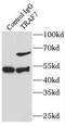 TNF Receptor Associated Factor 7 antibody, FNab08922, FineTest, Immunoprecipitation image 
